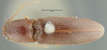 Media type: image;   Entomology 24369 Aspect: habitus dorsal view